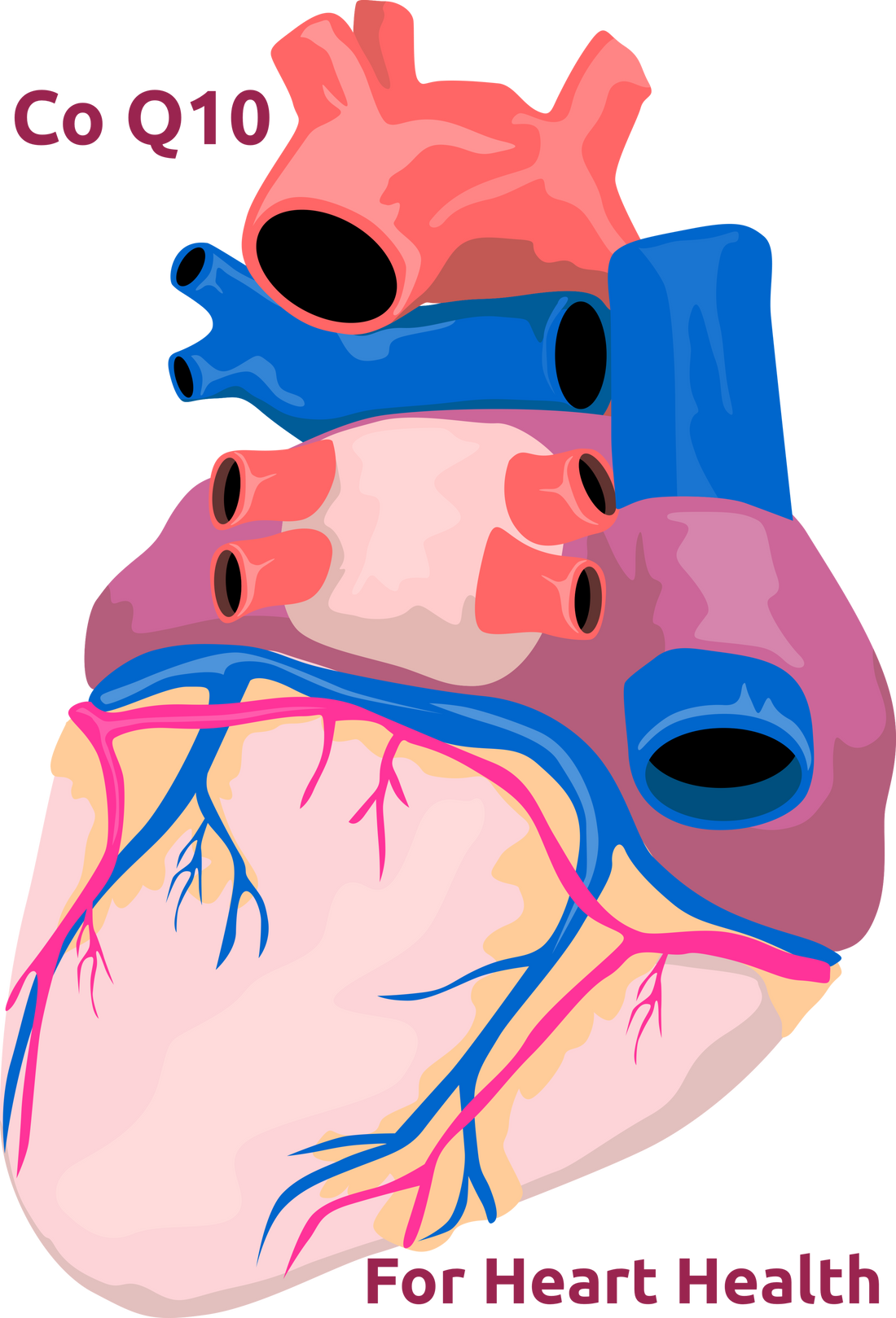 CoQ10 heart healthy