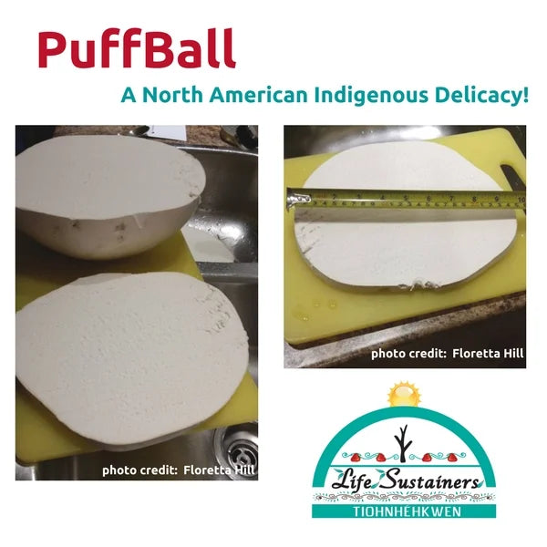 Puffball, a North American Indigenous delicacy