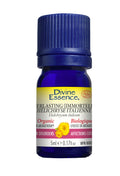 Helichrysum Immortelle Everlasting